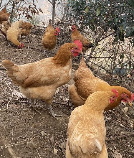 【2件立减10元】郧阳青山散养土母鸡杀完净重2.2~2.5斤左右（1年以上）周五发货，需提前预定 商品图5