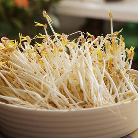 【生鲜预定】绿豆芽 小豆芽500g