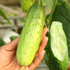 【生鲜预定】老品种黄瓜 商品缩略图0
