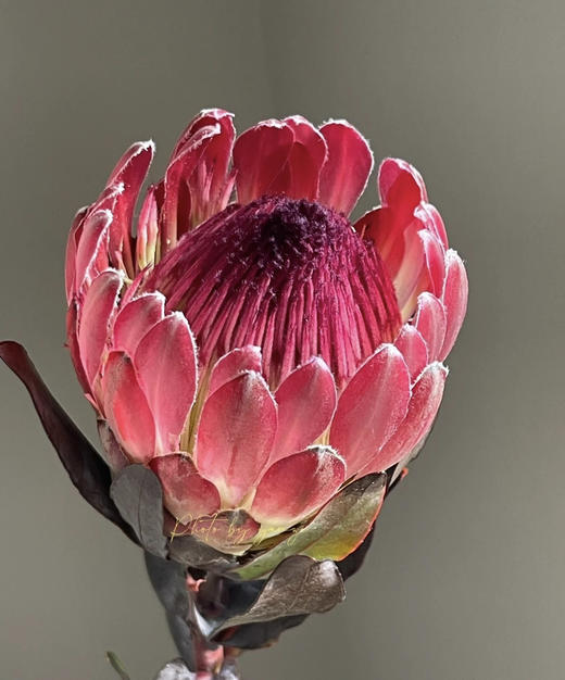 【南非公主】莎朗-单枝  浅红色 商品图2