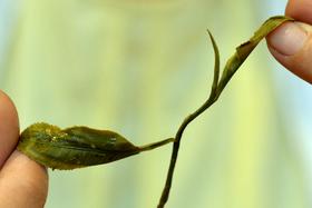 千家寨古树2026-1000克-晒青绿茶