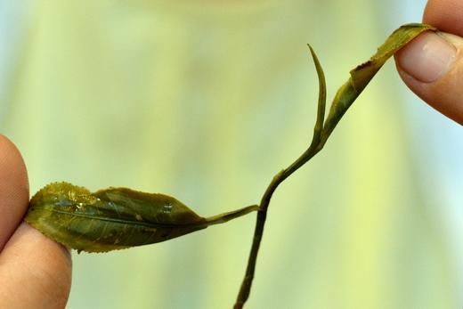 千家寨古树2026-1000克-晒青绿茶 商品图0