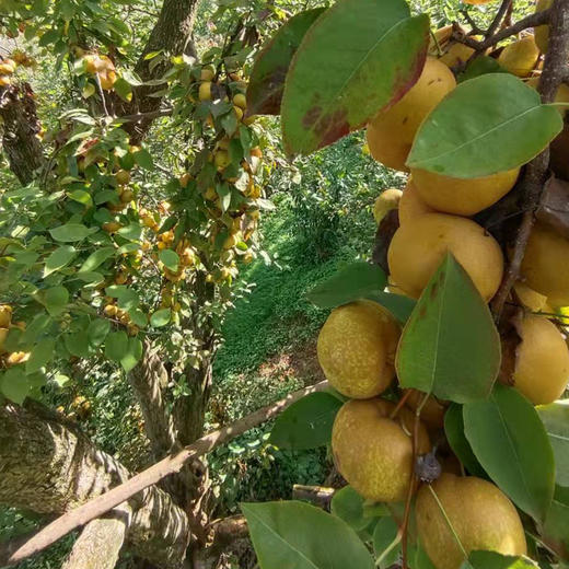 【本味枇杷膏/秋梨膏/姜枣膏】古法熬制 除了枇杷 只有冰糖  入喉酸甜 秋冬必备 7种规格任选 商品图12