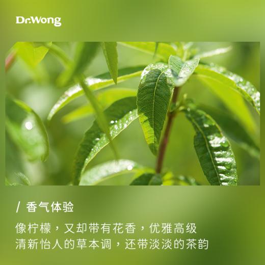 柠檬马鞭草 单方精油 商品图1