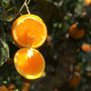 【宜昌】山水龙城秭归脐橙春橙伦晚甜橙子10斤箱装（净重9斤，70-90mm） 商品缩略图2