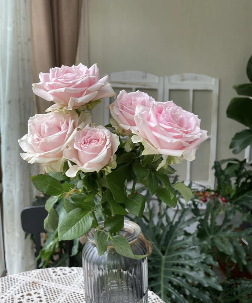 【秒杀福利】粉红雪山 20枝/扎 商品图2