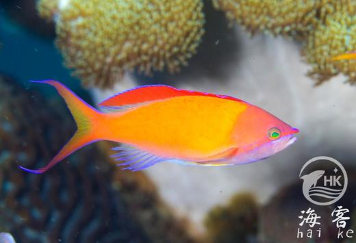 印尼紫罗兰 商品图4