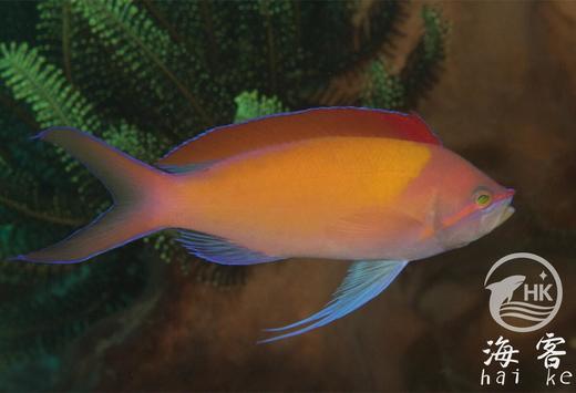 印尼紫罗兰 商品图3