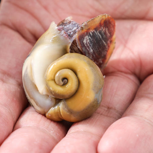 【鲜活】中海螺  1斤15-20个左右 （送货路上不保活） 商品图1