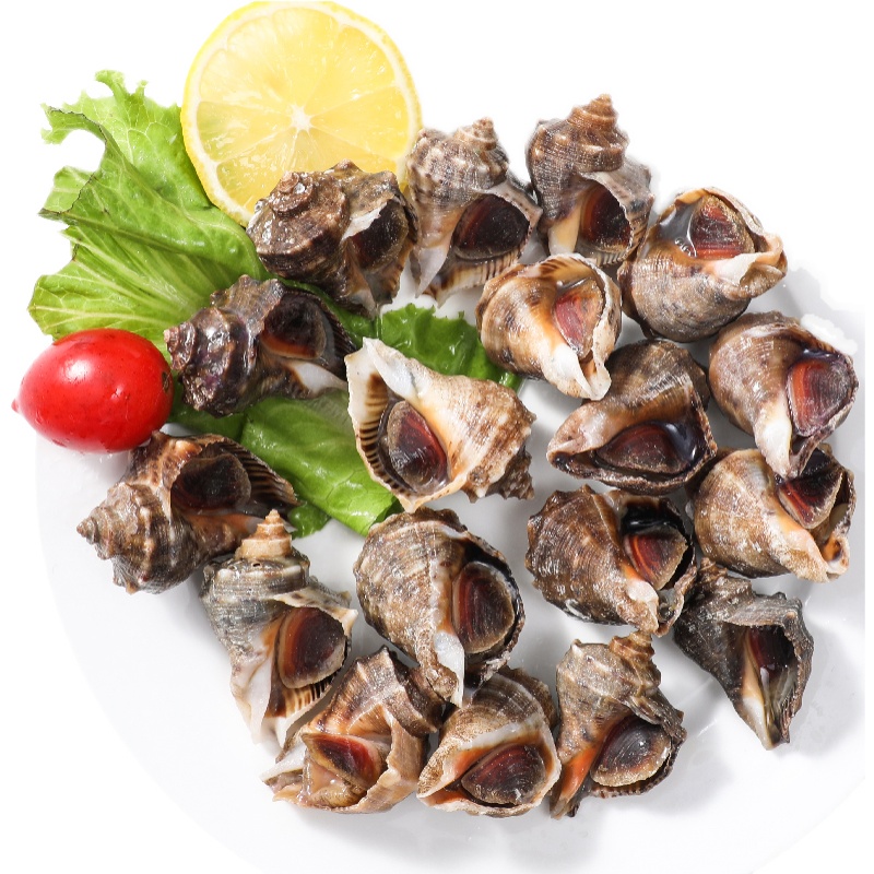 【鲜活】中海螺  1斤15-20个左右 （送货路上不保活）