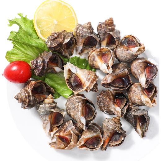 【鲜活】中海螺  1斤15-20个左右 （送货路上不保活） 商品图0