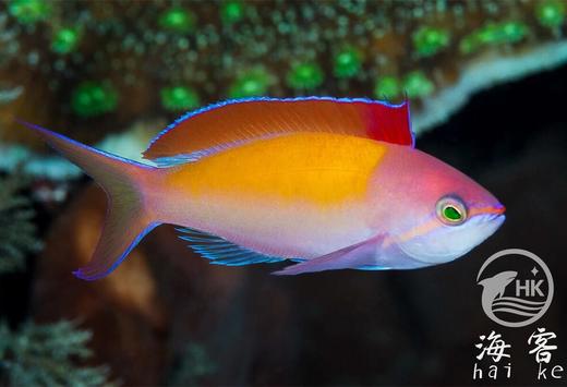 印尼紫罗兰 商品图0