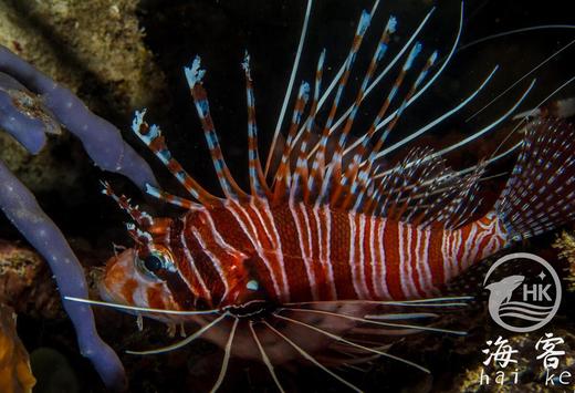 长翅狮子 商品图1