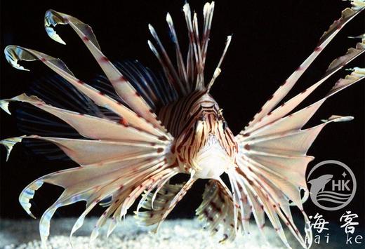 长翅狮子 商品图2