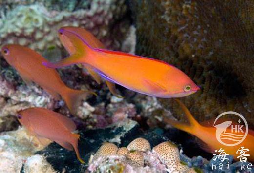 印尼紫罗兰 商品图2