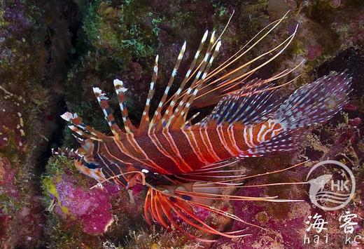 长翅狮子 商品图4