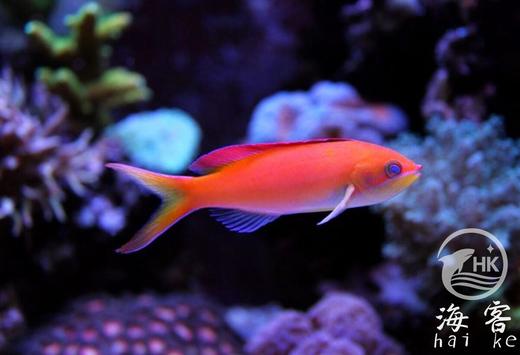 印尼紫罗兰 商品图1