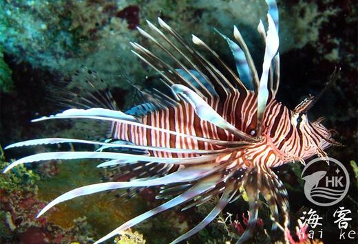 长翅狮子 商品图3