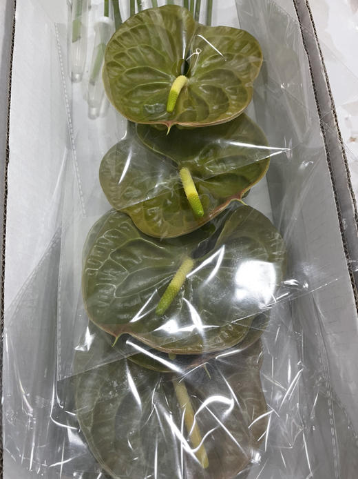 【绿光彩掌】欧丽维斯，芥末绿 商品图6