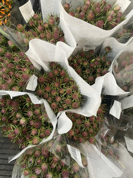 【超常待机】澳洲郁金香  红果  约5支/扎 商品图8