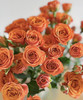【秒杀福利】橙色芭比  约10枝/扎 商品缩略图7