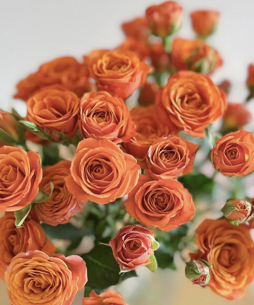 【秒杀福利】橙色芭比  约10枝/扎 商品图7