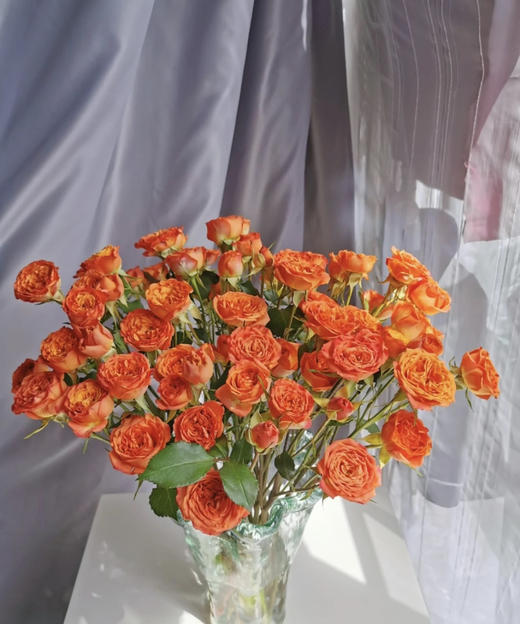 【秒杀福利】橙色芭比  约10枝/扎 商品图6