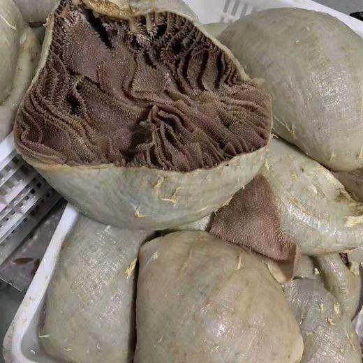 整个带低板黑毛肚1.4千克净重 商品图1