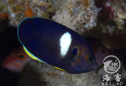 白点新娘 商品图1