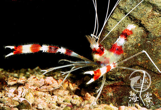 美人虾 商品图4