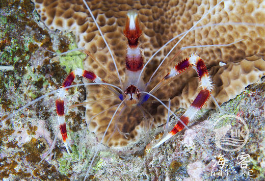 美人虾 商品图0