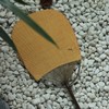 【小暑清凉】槐夏风清 夏布团扇 从布料染色到制扇全程手工 迷你茶扇 多色上新（景德镇圆通发货） 商品缩略图3