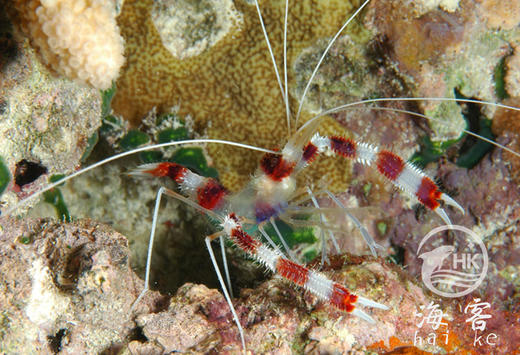 美人虾 商品图5