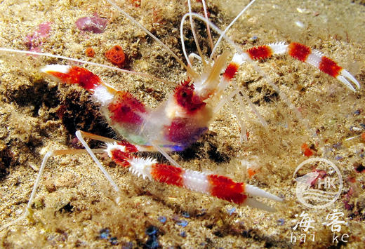 美人虾 商品图3