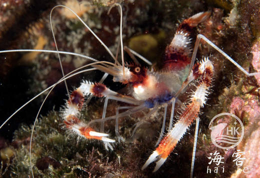 美人虾 商品图1