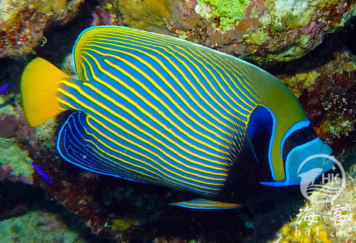 皇后神仙 商品图1