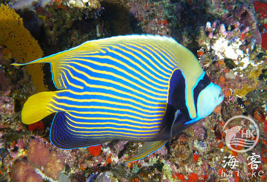 皇后神仙 商品图4