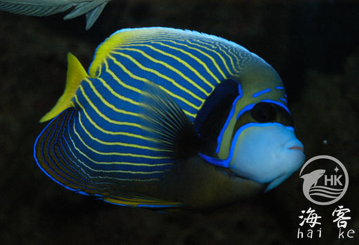 皇后神仙 商品图3