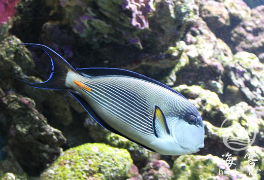 红海骑士 商品图2