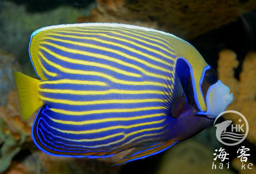 皇后神仙 商品图5