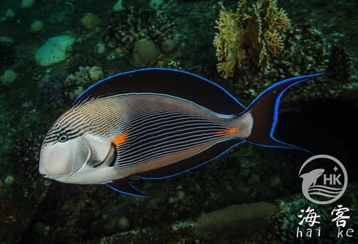 红海骑士 商品图5