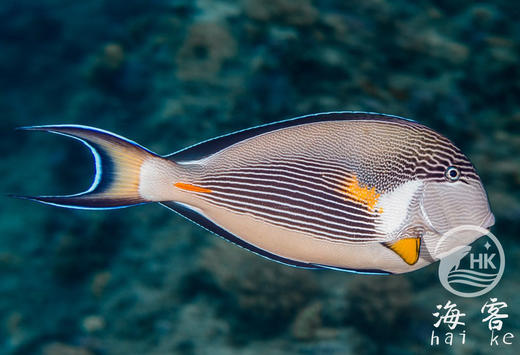 红海骑士 商品图1