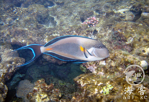 红海骑士 商品图3