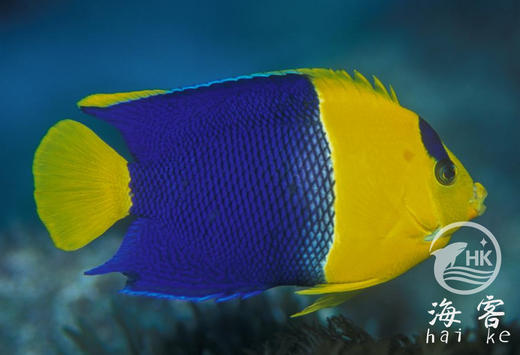 石美人 商品图4