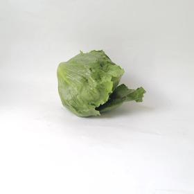 球生菜500g｜静物自产