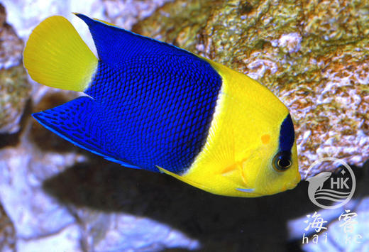 石美人 商品图3