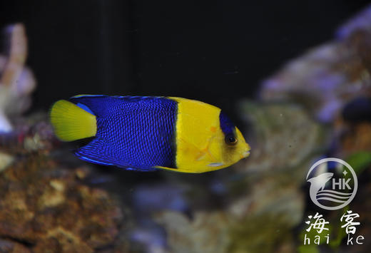 石美人 商品图2