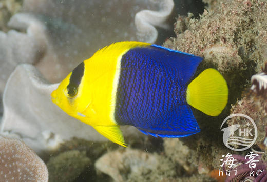 石美人 商品图1