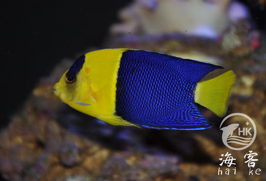 石美人 商品图0