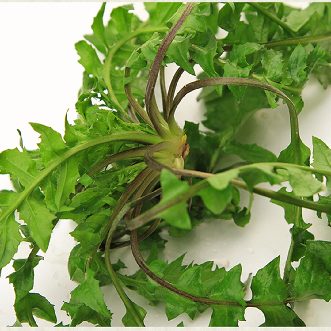 【生鲜预定】荠菜500g